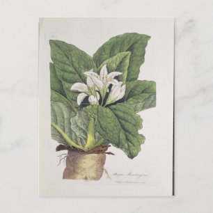 Postal Atropa mandragora