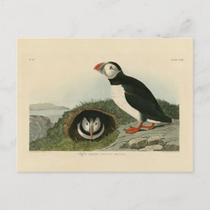 Postal Atún de aleta atlántica de los pájaros de América