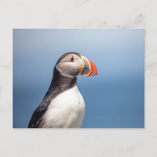 Postal Atún de aleta atlántica en Maquias, Maine