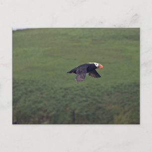 Postal Atún de aleta en vuelo, isla de Aiktak, Alaska