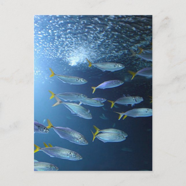 Postal Atuna de Yellowfin (Anverso)