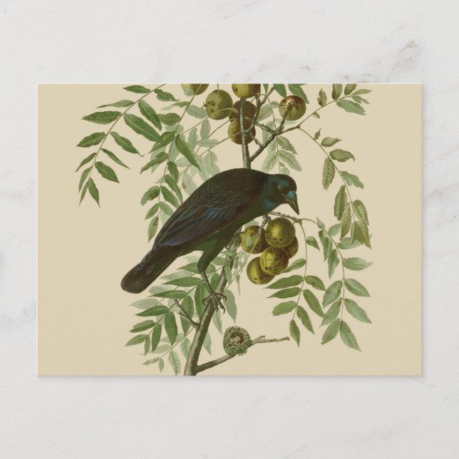 Postal Audubon American Crow Black Bird (Anverso)