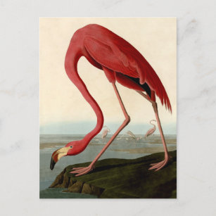 Postal Audubon American Flamingo