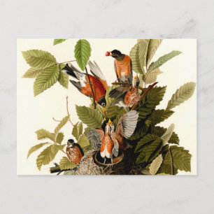 Postal Audubon American Robin Wildlife Bird Ilustracion