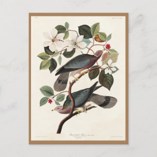 Postal Audubón, Aves de América, Paloma, Naturaleza, Vint
