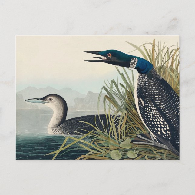 Postal Audubon Bird Lodge Diver Classic (Anverso)