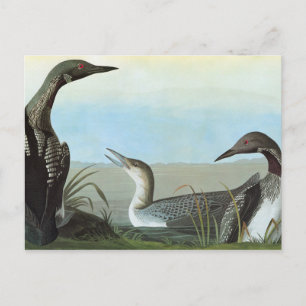 Postal Audubon: Bribón ártico