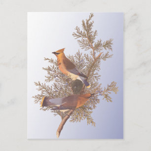 Postal Audubon Cedar Waxwing Bird
