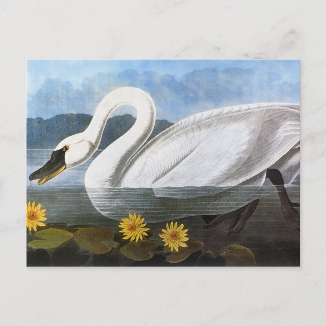 Postal Audubon: Cisne común (Anverso)