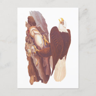 Postal Audubon Classic Bald Eagle con pescado fresco