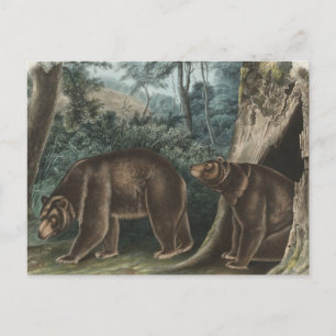 Postal Audubon de Cinnamon Vintage