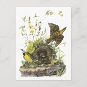 Postal Audubon Eastern Meadowlard