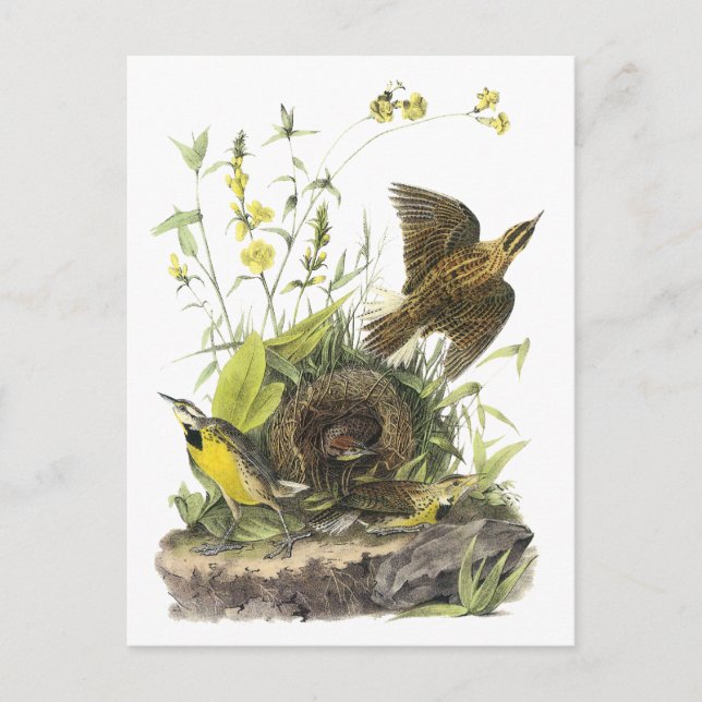 Postal Audubon Eastern Meadowlard (Anverso)