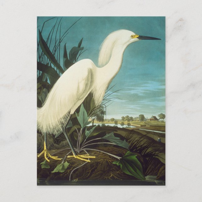 Postal Audubon: Egret (Anverso)