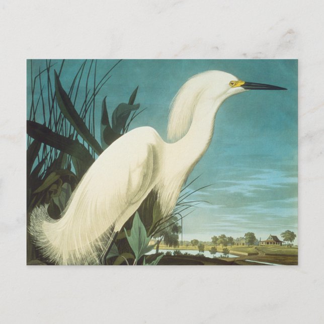 Postal Audubon: Egret (Anverso)