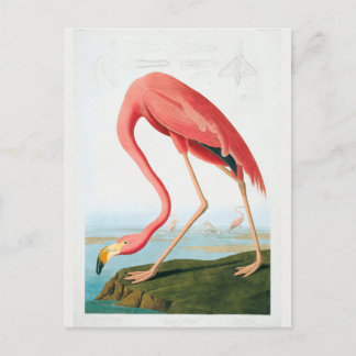 Postal Audubon Flamingo