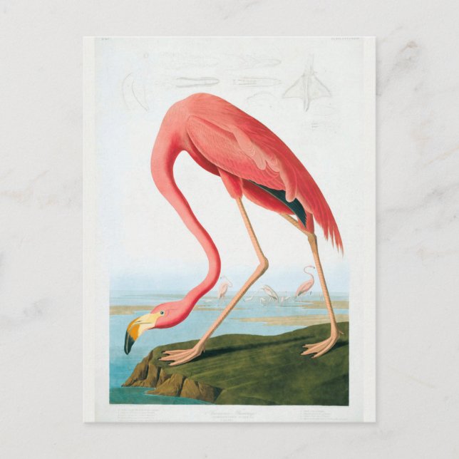 Postal Audubon Flamingo (Anverso)