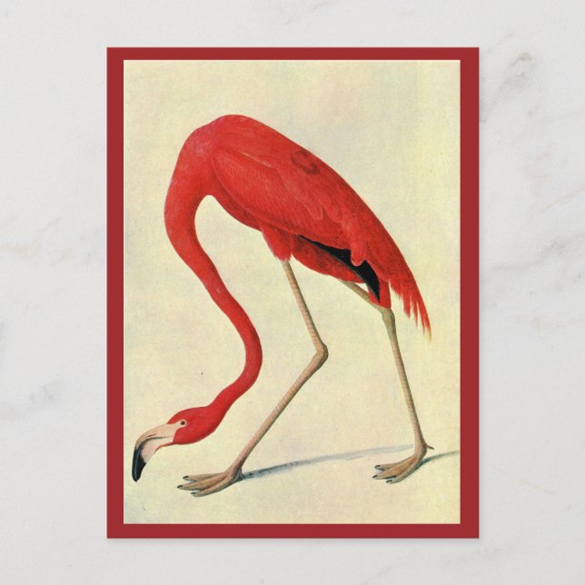 Postal Audubon Flamingo (Anverso)