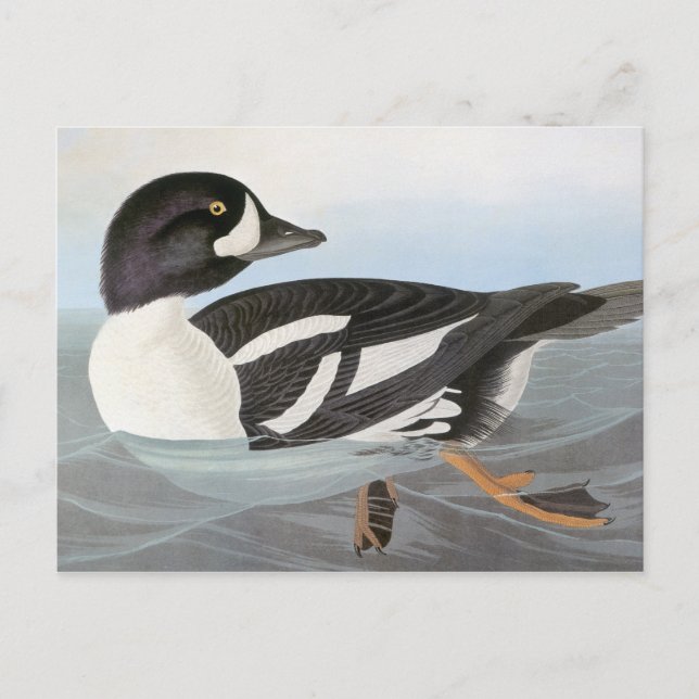 Postal Audubon: Goldeneye de Barrow