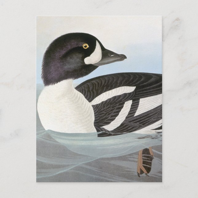 Postal Audubon: Goldeneye de Barrow (Anverso)