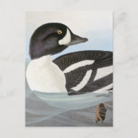 Audubon: Goldeneye de Barrow