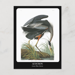 Postal AUDUBON / Gran garza azul