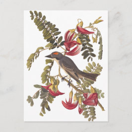 Postal Audubon Gray Kingbird en el árbol Hummingbird