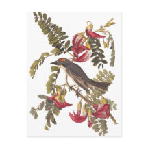 Audubon Gray Kingbird en el árbol Hummingbird