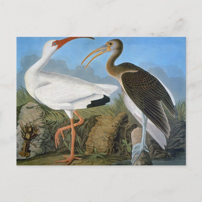 Postal Audubon: Ibis blanco (Anverso)
