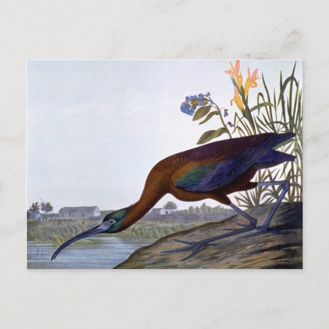 Postal Audubon: Ibis brillante (Anverso)