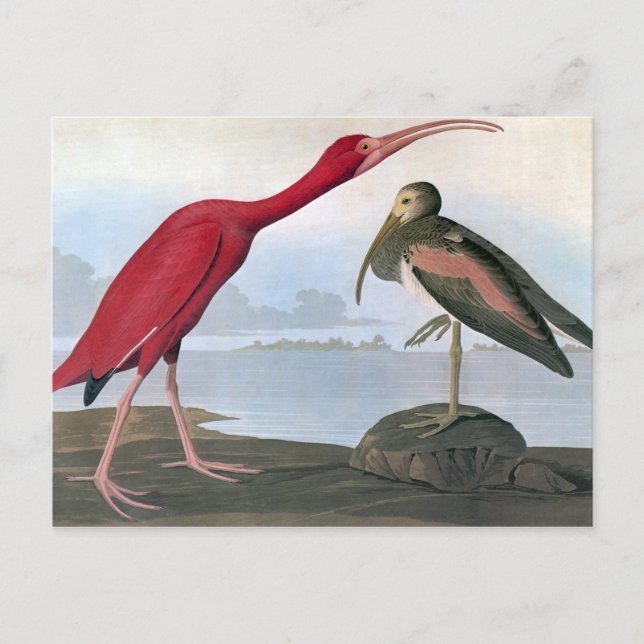 Postal Audubon: Ibis escarlata (Anverso)