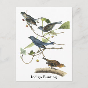 Postal Audubon Indigo Bunting Print