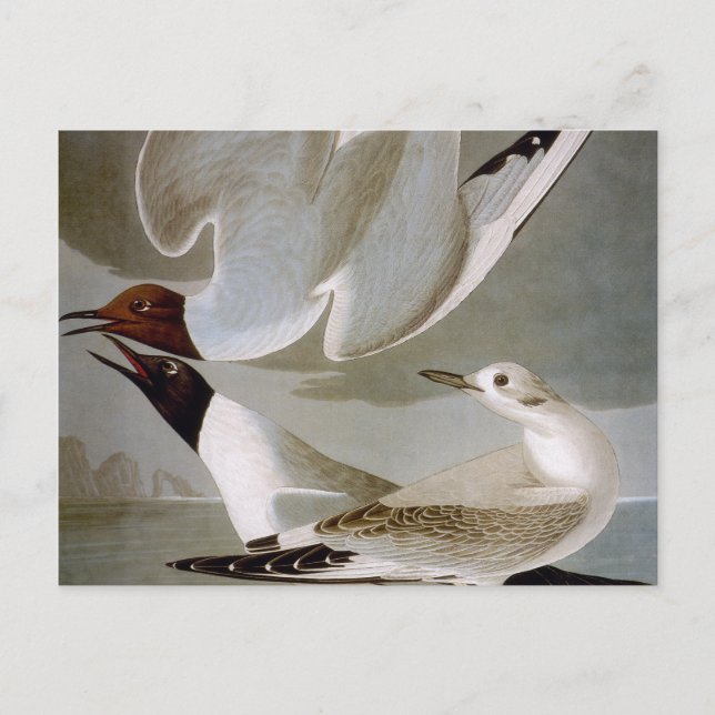 Postal Audubon: La Gula de Bonaparte (Anverso)