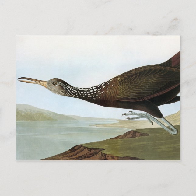 Postal Audubon: Limpkin (Anverso)