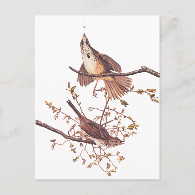 Postal Audubon Long Sparrow (Anverso)