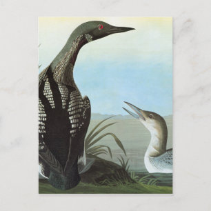 Postal Audubón: Loon Ártico