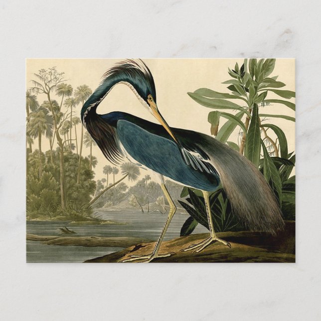 Postal Audubon Louisiana Heron Birds America Art (Anverso)