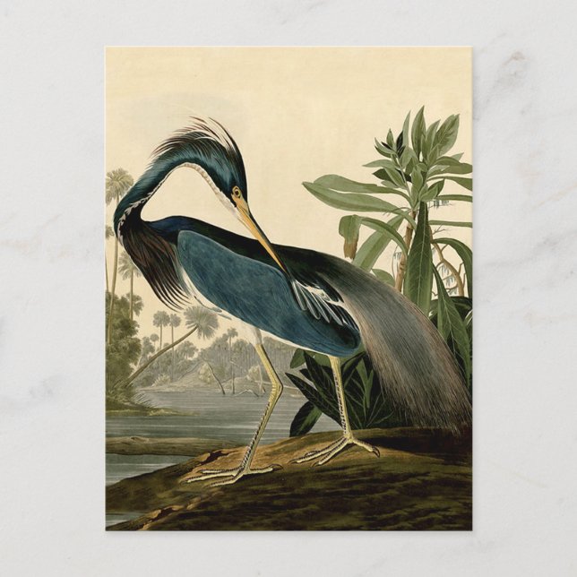 Postal Audubon Louisiana Heron Birds America Art (Anverso)