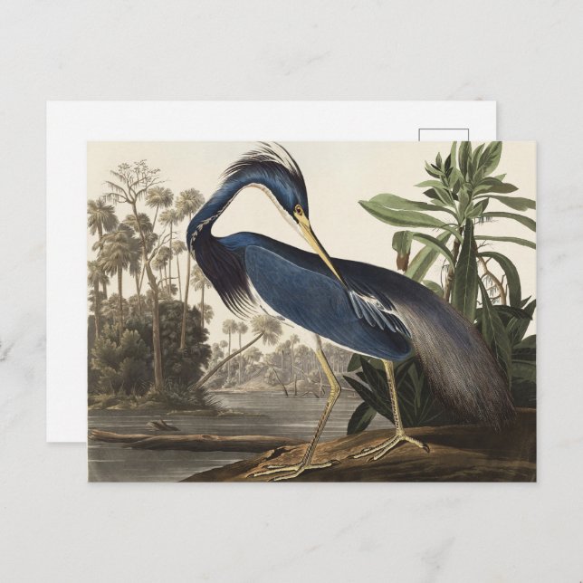 Postal Audubon Louisiana Heron Birds of America Art Print (Anverso / Reverso)