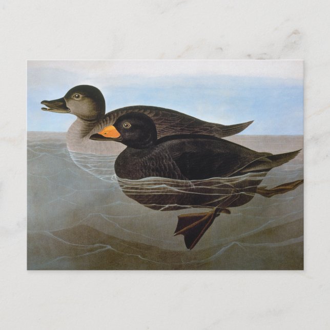 Postal Audubon: Negreta negra (Anverso)