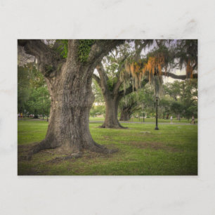 Postal Audubon Park Live Oaks