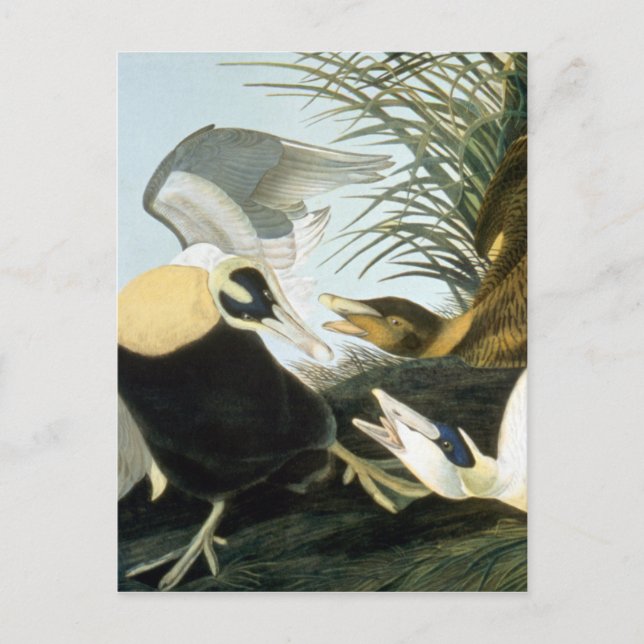 Postal Audubon: Pato Eider (Anverso)