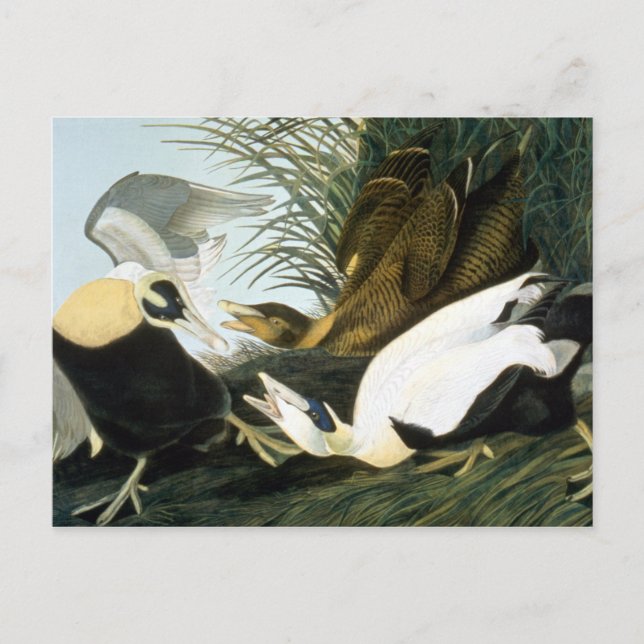 Postal Audubon: Pato Eider (Anverso)