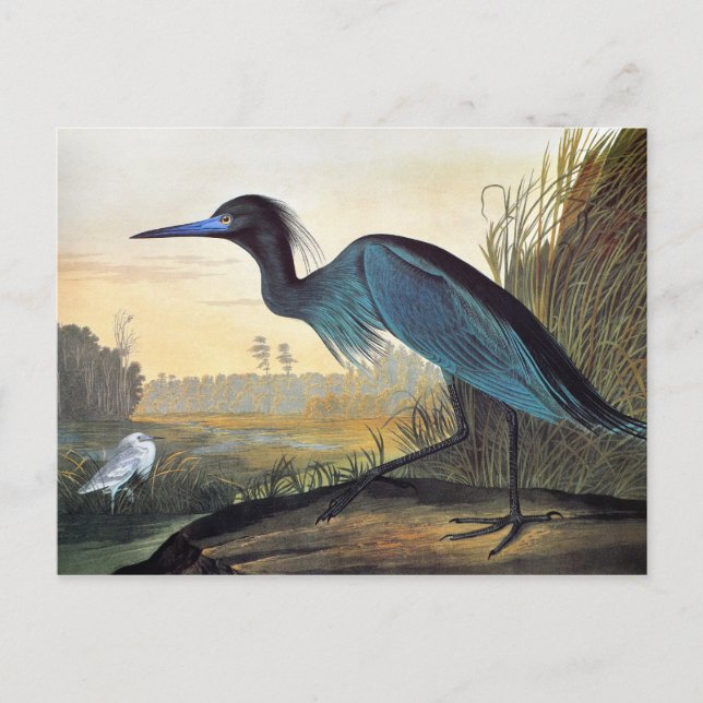 Postal Audubon: Pequeña Perla Azul (Anverso)
