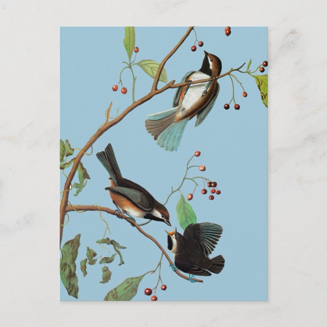 Postal Audubon: Pollo (Anverso)