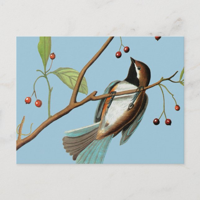 Postal Audubon: Pollo (Anverso)