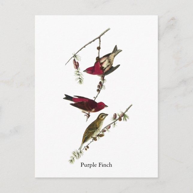 Postal Audubon Purple Finch (Anverso)