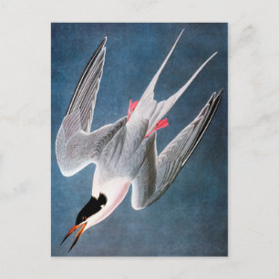 Postal Audubon: Roseate Tern