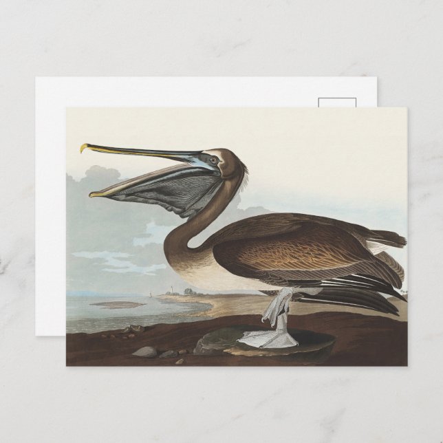 Postal Audubon Seaside Brown Pelican Watercolor Painting (Anverso / Reverso)