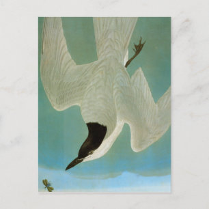 Postal Audubon: Tierra Con Gaviotas